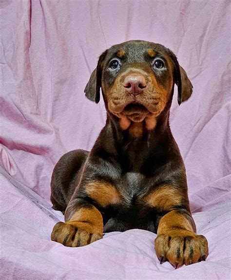 doberman kennels in florida|florida doberman puppies for sale.